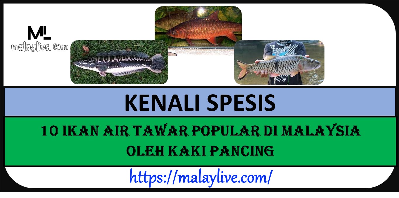 10 IKAN AIR TAWAR POPULAR DI MALAYSIA OLEH KAKI PANCING