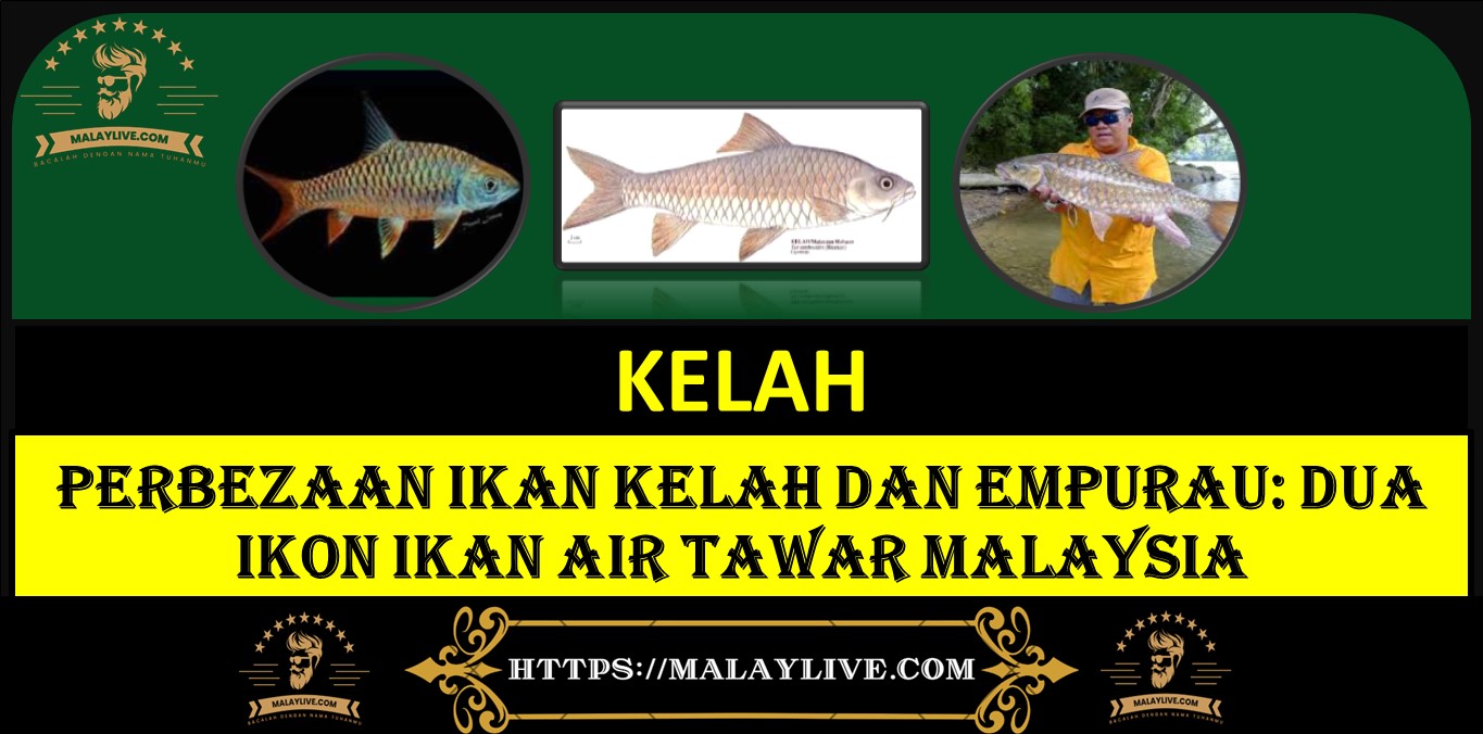 Perbezaan Ikan Kelah dan Empurau: Dua Ikon Ikan Air Tawar Malaysia